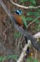 Trinidad2005 - 140 * Blue-crowned Motmot.